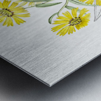 Elegant madia from Edwards Botanical Register 1829-1847  by Sydenham Edwards John Lindley and James Ridgway. Metal print