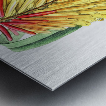 Burchells tritoma from Edwards Botanical Register 1829-1847  by Sydenham Edwards John Lindley and James Ridgway. Metal print