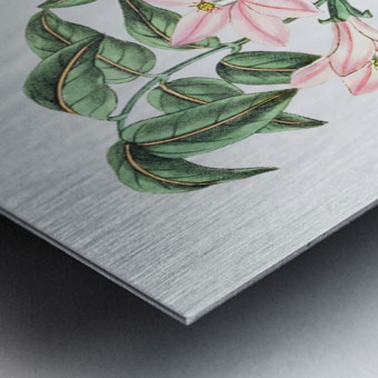 Pink Turraea pinnata from Edwards Botanical Register 1829-1847  by Sydenham Edwards John Lindley and James Ridgway. Metal print