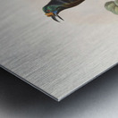 Paradigalla carunculata 1873 Metal print