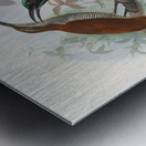 Ptiloris magnificus 1873 Metal print