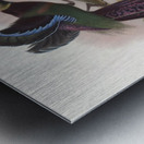 Epimachus Ellioti 1873 Metal print