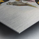 Sericulus melinus 1873 Metal print