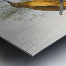 Chlamydodera xanthocastra 1873 Metal print