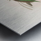 Semioptera Wallacii 1873 Metal print