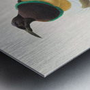 Seleucides alba 1873 Metal print