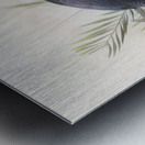 Manucodia atra 1873 Metal print