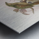 Ptilorhynchus violaceus 1873 Metal print