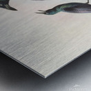 Manucodia chalybeus 1873 Metal print