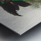 Lophorina atra 1873 Metal print