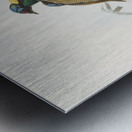 Diphyllodes respublica 1873 Metal print