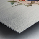 Manucodia Keraudreni 1873 Metal print