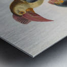 Cranorrhinus leucocephalus 1882 Metal print