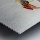 Penelopides affinis 1882 Metal print