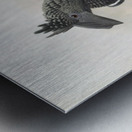 Bycanistes subcylindricus 1882 Metal print