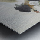 Penelopides panini 1882 Metal print