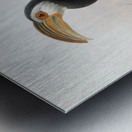 Hydrocissa exarhatus 1882 Metal print