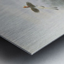 Rhinoplax vigil 1882 Metal print