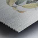 Tockus erythrorhynchus 1882 Metal print