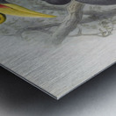 Buceros rhinoceros 1882 Metal print