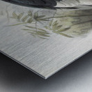 Dichoceros bicornis 1882 Metal print