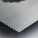 Sphagolobus atratus 1882 Metal print