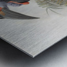 Bucorvus pyrrhops 1882 Metal print