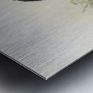 Bycanistes subquadratus 1882 Metal print