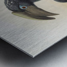 Bycanistes buccinator 1882 Metal print