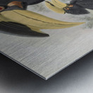 Anthracoceros coronatus 1882 Metal print