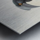 Limonophalus montani 1882 Metal print