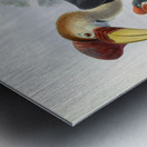 Cranorrhinus cassidix 1882 Metal print