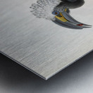 Anorrhinus albocristatus 1882 Metal print