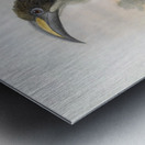 Tockus gingalensis 1882 Metal print