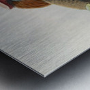 Hydrocorax mindanensis 1882 Metal print