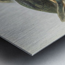 Penelopides manillae 1882 Impression metal