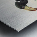 Tockus fasciatusTockus semifasciatus 1882 Metal print