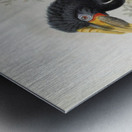 Pholidophalus sharpii 1882 Metal print