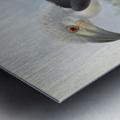 Anorrhinus comatus 1882 Metal print