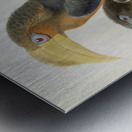 Anorrhinus tickelli 1882 Metal print