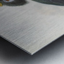 Ceratogymna elata 1882 Metal print