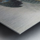 Anorrhinus galeritus 1882 Metal print