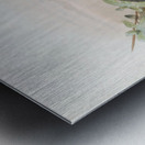 Tockus griseus 1882 Metal print