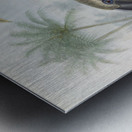 Lophoceros birostris 1882 Metal print