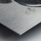 Bycanistes cristatus 1882 Metal print