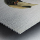 Anthracoceros malabaricus 1882 Metal print