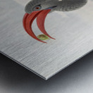 Tockus hemprichii 1882 Metal print