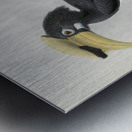 Anthracoceros convexus 1882 Metal print