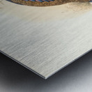 Polyplectron emphanum. 1872 Metal print