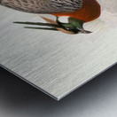 Purcasia Duvauceli. 1872 Metal print